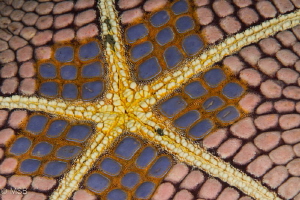 Reverse side of starfish. by Mehmet Salih Bilal 